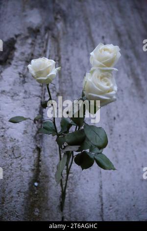 Weiße Rosen stecken in einem Mauersegment anlässlich des 34. Jahresstages des Falls der Berliner Mauer an der Mauergedenkstätte am Griebnitzsee in Potsdam, 9. Novembre 2023. Gedenken an Mauerfall in Potsdam *** Roses blanches coincées dans un segment de mur à l'occasion du 34e anniversaire de la chute du mur de Berlin au mémorial du mur à Griebnitzsee in Potsdam, le 9 novembre 2023 commémoration de la chute du mur à Potsdam crédit : Imago/Alamy Live News Banque D'Images