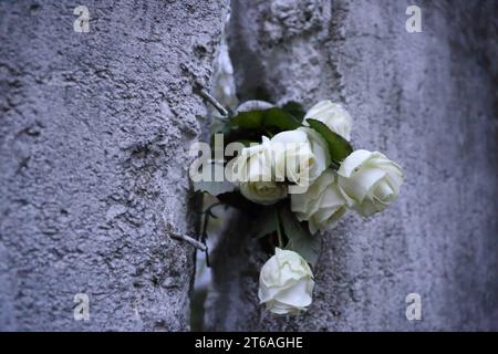 Weiße Rosen stecken in einem Mauersegment anlässlich des 34. Jahresstages des Falls der Berliner Mauer an der Mauergedenkstätte am Griebnitzsee in Potsdam, 9. Novembre 2023. Gedenken an Mauerfall in Potsdam *** Roses blanches coincées dans un segment de mur à l'occasion du 34e anniversaire de la chute du mur de Berlin au mémorial du mur à Griebnitzsee in Potsdam, le 9 novembre 2023 commémoration de la chute du mur à Potsdam crédit : Imago/Alamy Live News Banque D'Images