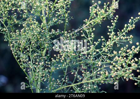 L'armoise annuelle (Artemisia annua) pousse à l'état sauvage Banque D'Images