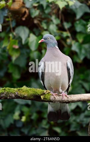 Pigeon des bois (Columba palumbus), Rhénanie du Nord-Westphalie, Allemagne | Ringeltaube (Columba palumbus), Nordrhein-Westfalen, Deutschland Banque D'Images