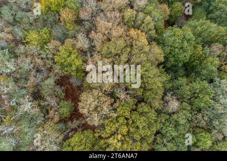 vue aérienne drone aérienne d'une forêt de feuillus à l'automne Banque D'Images