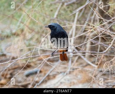 Redstart noir (Phoenicurus ochruros), Chypre Banque D'Images