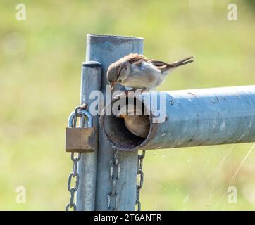 Une paire de moineaux espagnols (passer hispaniolensis) perchée sur une clôture tubulaire métallique, Akrotiri, Chypre Banque D'Images