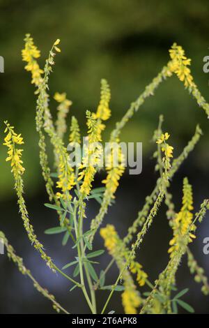 Le melilot jaune strié (Melilotus officinalis) fleurit dans la nature en été Banque D'Images