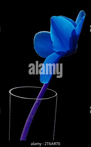 Fleur de cyclamen repandum en verre gros plan (traitement numérique) Banque D'Images