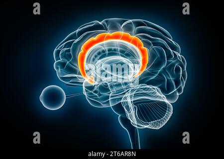 Illustration de rendu 3D de la vue radiographique Cingulatate Gyrus. Anatomie du cerveau humain et du système limbique, médical, santé, biologie, science, neurosciences, neur Banque D'Images
