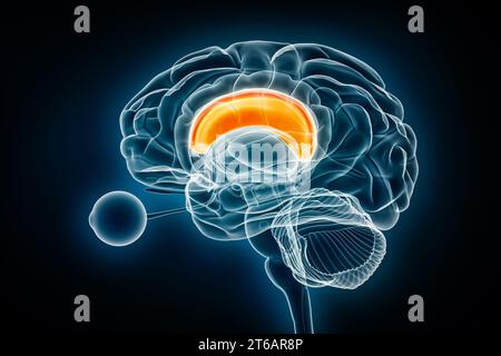 Illustration du rendu 3D de la vue radiographique du corps calleux. Anatomie du cerveau humain et du système nerveux, médecine, soins de santé, sciences, neurosciences, neurologie, b Banque D'Images