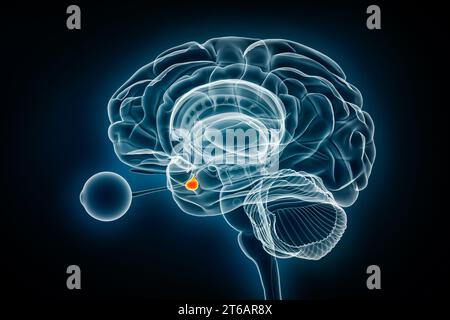 Illustration de rendu 3D de la vue de radiographie de la glande pituitaire ou de la neurohypophyse. Cerveau humain, anatomie du système nerveux et endocrinien, médical, soins de santé, scien Banque D'Images