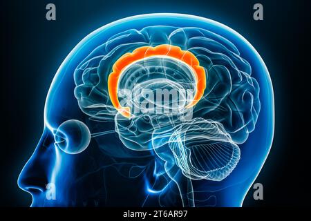 Vue rapprochée 3D du profil radiographique Cingulate Gyrus avec contours du corps. Cerveau humain et anatomie du système limbique, médical, biologie, science Banque D'Images