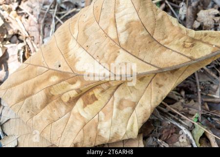 Fond de feuilles de teck sèches dans le jardin, pendant la journée dans le village de Masolo Pinrang Banque D'Images