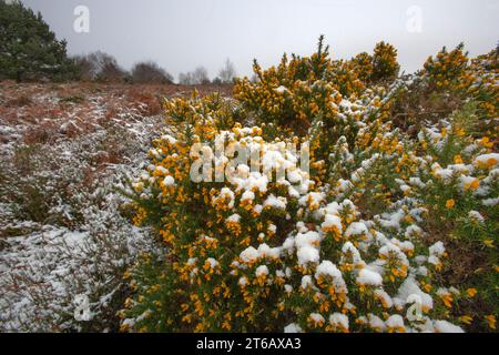 Gorgez en fleur au milieu de l'hiver couvert de gel et de neige sur Kelling Heath Norfolk Banque D'Images