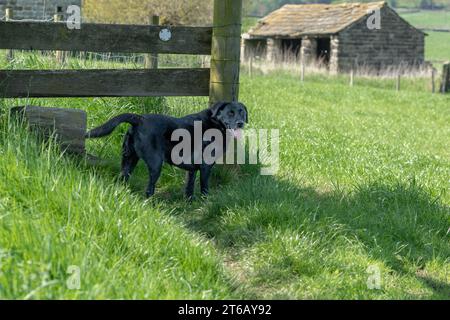 Un labrador retriever noir attendant de marcher à travers un stile amical de chien dans la campagne du Yorkshire. Banque D'Images