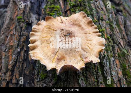 Gros plan du tronc d'arbre texturé avec la croissance des feuilles d'automne et des champignons. Banque D'Images