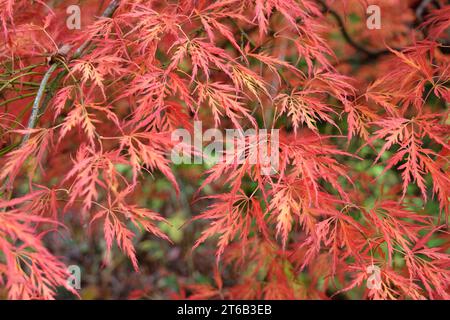 Les feuilles disséquées rouges et oranges de l'Acer palmatum Dissectum viride Group ou Acer 'viridis' lors de son exposition d'automne. Banque D'Images