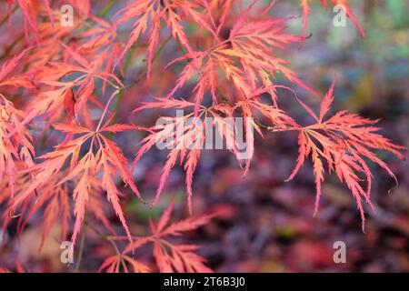 Les feuilles disséquées rouges et oranges de l'Acer palmatum Dissectum viride Group ou Acer 'viridis' lors de son exposition d'automne. Banque D'Images