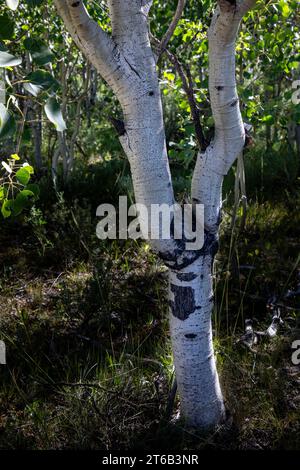 WY05670-00...WYOMING - tronc d'un tremble dans la forêt nationale de Bridger. Banque D'Images