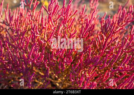 la couleur rouge vif de la plante de salwort poussant dans les sols salés. Banque D'Images