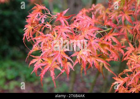 Les feuilles rouges et oranges de l'acer palmatum Kamagata', érable japonais à l'automne. Banque D'Images