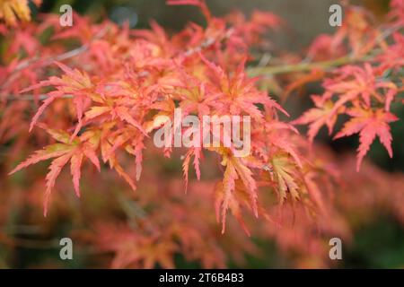 Les feuilles rouges et oranges de l'acer palmatum Kamagata, érable japonais à l'automne. Banque D'Images