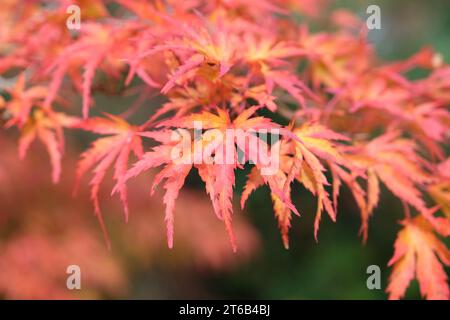 Les feuilles rouges et oranges de l'acer palmatum Kamagata, érable japonais à l'automne. Banque D'Images