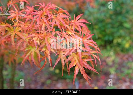 Les feuilles rouges et oranges de l'acer palmatum Kamagata, érable japonais à l'automne. Banque D'Images