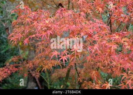 Les feuilles rouges et oranges de l'acer palmatum Kamagata, érable japonais à l'automne. Banque D'Images