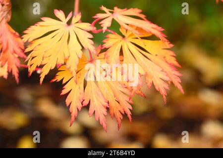 Feuilles d'automne rouges et oranges de l'Acer japonicum 'AconitifoliumÕ, également connu sous le nom d'érable de pleine lune ou érable duveteux japonais, lors de son exposition d'automne. Banque D'Images