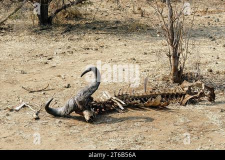 Squelette de buffle, Syncerus caffer, Parc national du Zambèze, Zimbabwe, Afrique Banque D'Images