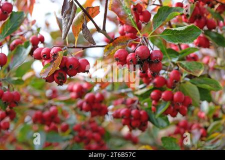 Les baies rouges du cocksure Hawthorn pendant l'automne. Banque D'Images