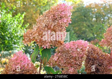 Têtes de fleurs brunes et roses s'estompant d'Hydrangea paniculata, ou hortensia 'PhantomÕ paniqué. Banque D'Images