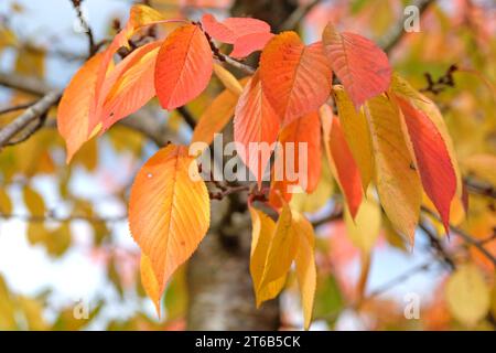 Les feuilles d'automne orange et jaune du Prunus yedoensis, également connu sous le nom de cerisier Yoshino. Banque D'Images