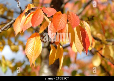 Les feuilles d'automne orange et jaune du Prunus yedoensis, également connu sous le nom de cerisier Yoshino. Banque D'Images