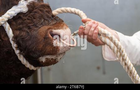 Gros plan du nez d'un taureau Saler, avec un anneau de nez et halter dessus pour le contrôler. Écosse, Royaume-Uni. Banque D'Images