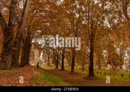 Srinagar, Inde. 09 novembre 2023. Un visiteur se promène dans un jardin lors d’une journée d’automne à Srinagar. L'automne, connu localement sous le nom de Harud, est une saison de récolte au Cachemire avec des arbres changeant de couleur tandis que les heures de lumière du jour deviennent plus courtes à l'approche de l'hiver. (Photo Saqib Majeed/SOPA Images/Sipa USA) crédit : SIPA USA/Alamy Live News Banque D'Images