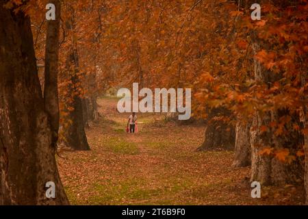 Srinagar, Inde. 09 novembre 2023. Un visiteur se promène dans un jardin lors d’une journée d’automne à Srinagar. L'automne, connu localement sous le nom de Harud, est une saison de récolte au Cachemire avec des arbres changeant de couleur tandis que les heures de lumière du jour deviennent plus courtes à l'approche de l'hiver. (Photo Saqib Majeed/SOPA Images/Sipa USA) crédit : SIPA USA/Alamy Live News Banque D'Images