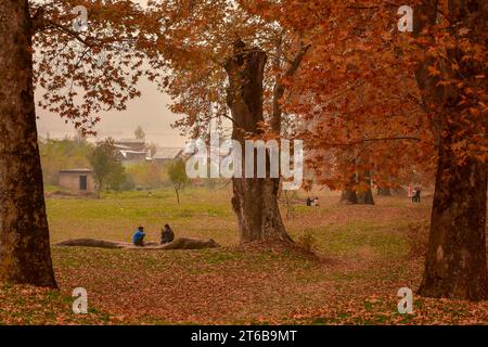 Srinagar, Inde. 09 novembre 2023. Les garçons cachemiris se reposent dans le jardin Nishat pendant une journée d'automne à Srinagar. L'automne, connu localement sous le nom de Harud, est une saison de récolte au Cachemire avec des arbres changeant de couleur tandis que les heures de lumière du jour deviennent plus courtes à l'approche de l'hiver. (Photo Saqib Majeed/SOPA Images/Sipa USA) crédit : SIPA USA/Alamy Live News Banque D'Images