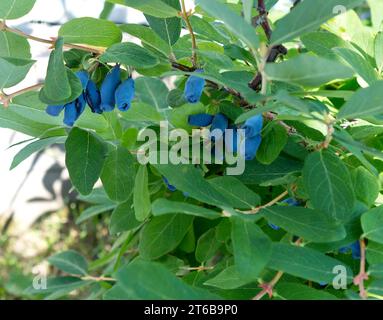 Chèvrefeuille. Baies de chèvrefeuille mûres bleues sur une branche de buisson Banque D'Images