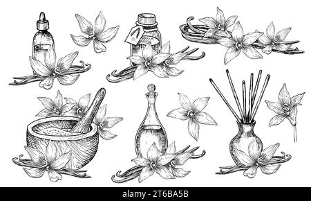 Huile essentielle de vanille. Illustration vectorielle dessinée à la main de bouteilles et carafe avec des fleurs et des bâtons dans un style linéaire. Ensemble de dessins pour l'aromathérapie et les soins du corps. Gravure de parfum ou d'épices. Illustration de Vecteur