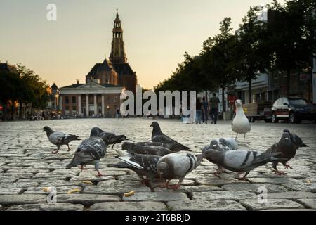 Les pigeons mangent les restes de chips sur le Vismarkt dans la ville de Groningen un soir d'été. En arrière-plan de l'A-kerk. Banque D'Images