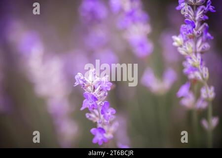 La lavande fleurit en automne après la floraison. Plan de fleur de lavande dans le champ pendant la période de récolte pour le traitement et l'huile essentielle Banque D'Images