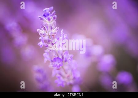 La lavande fleurit en automne après la floraison. Plan de fleur de lavande dans le champ pendant la période de récolte pour le traitement et l'huile essentielle Banque D'Images