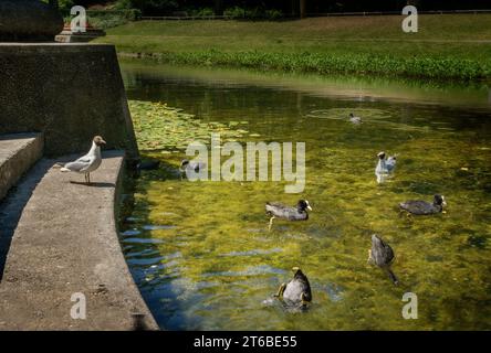 Les canards nagent dans l'étang du Noorderplantsoen dans la ville de Groningen, une mouette regarde. Banque D'Images