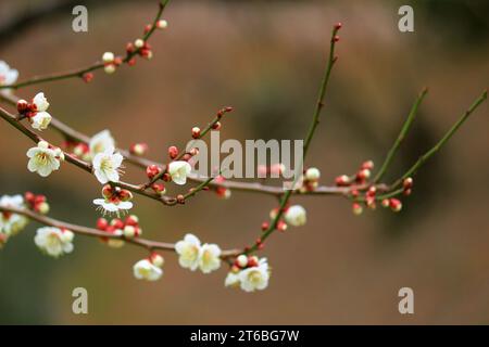 Beaux paysages japonais « Plum Blossoms Blooming in Spring » Banque D'Images