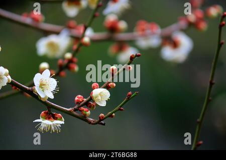 Beaux paysages japonais « Plum Blossoms Blooming in Spring » Banque D'Images