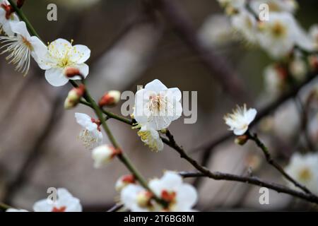 Beaux paysages japonais « Plum Blossoms Blooming in Spring » Banque D'Images