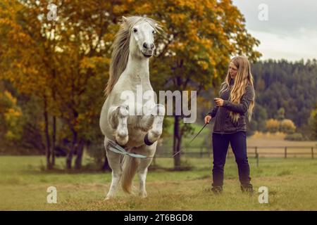 Une jeune femme et son cheval islandais travaillant et câlinant ensemble, concept d'équitation naturelle équestre Banque D'Images