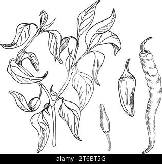 Illustration vectorielle de buisson de piment chaud isolée sur fond blanc. Encre dessinée à la main au poivre épicé jalapeno. Cayenne graphique noir blanc. Elément de conception fo Illustration de Vecteur