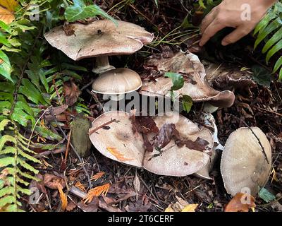 Seattle, États-Unis. 11 octobre 2023. Champignons sauvages de la PNW. Banque D'Images