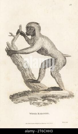 Drill, Mandrillus leucophaeus. En danger. Babouin en bois, Simia sylvestris. D'après une illustration de Peter Mazell au Musée Leverianum. Gravure sur cuivre de White from George Shaws General Zoology : Mammalia, G. Kearsley, Fleet Street, Londres, 1800. Banque D'Images