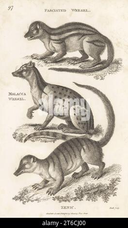 Mangouste malgache à larges rayures, Galidictis fasciata, petite civette indienne, Viverricula indica et surikat, Suricata suricatta. Weesel fascié, Vivera fasciata, Malacca weesel, Vivera malaccensis et Zenic, Vivera zenic. Gravure sur cuivre par James Heath de George Shaws Zoologie générale : Mammalia, G. Kearsley, Fleet Street, Londres, 1800. Banque D'Images